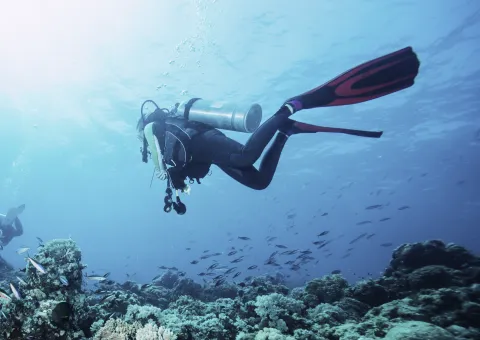 A diver collecting marine debris