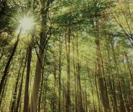 In the forest with sunlight shining through the trees