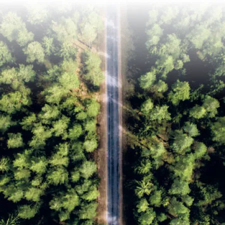 Road in the middle of the forest